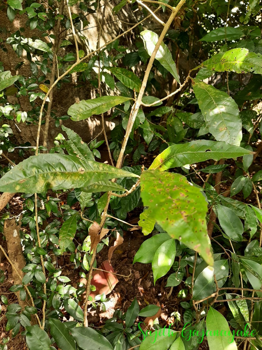 Hugonia mystax L.